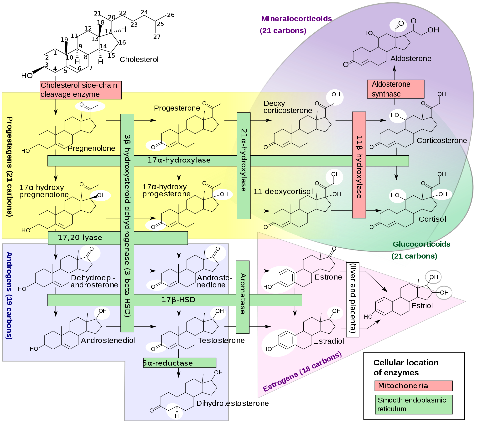 Diagram of steroid synthesis